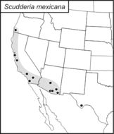 <span class="translation_missing" title="translation missing: fi.medium.untitled.map_image_of, page_name: Scudderia mexicana (Saussure 1861)">Map Image Of</span>