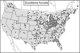 <span class="translation_missing" title="translation missing: fi.medium.untitled.map_image_of, page_name: Scudderia furcata Brunner von Wattenwyl 1878">Map Image Of</span>