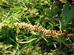 Rumex palustris Sm. resmi