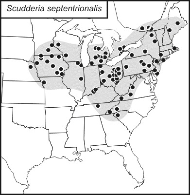 <span class="translation_missing" title="translation missing: fi.medium.untitled.map_image_of, page_name: Scudderia septentrionalis (Serville 1838)">Map Image Of</span>