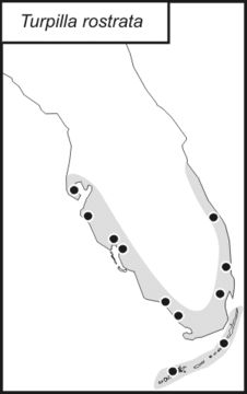 <span class="translation_missing" title="translation missing: pt-BR.medium.untitled.map_image_of, page_name: Turpilia">Map Image Of</span>