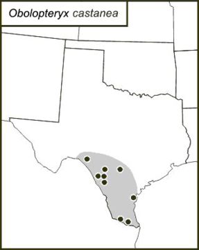 <span class="translation_missing" title="translation missing: fi.medium.untitled.map_image_of, page_name: Obolopteryx castanea (Rehn, J. A. G. &amp; Hebard 1914)">Map Image Of</span>