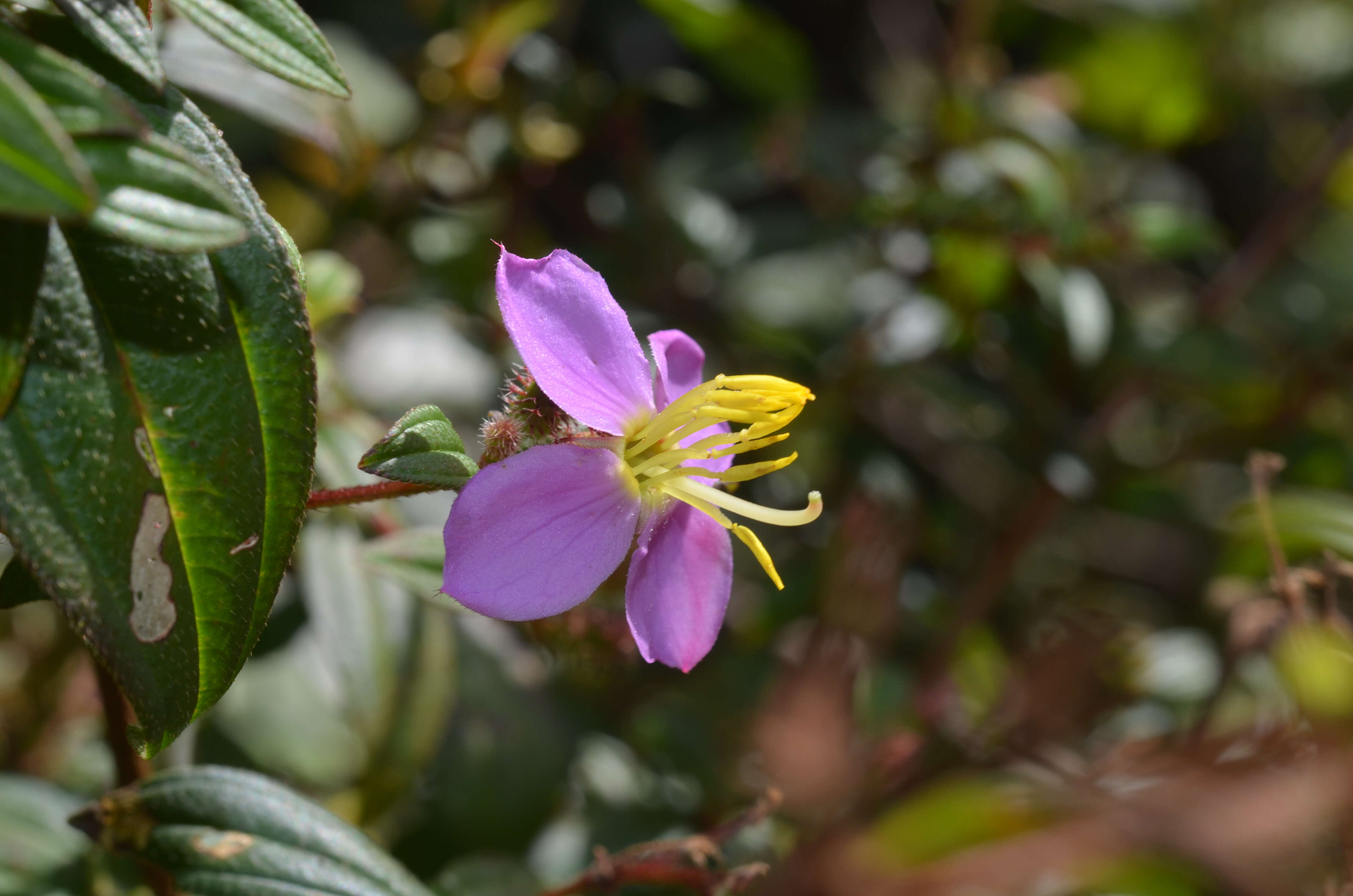 Osbeckia octandra (L.) DC.的圖片