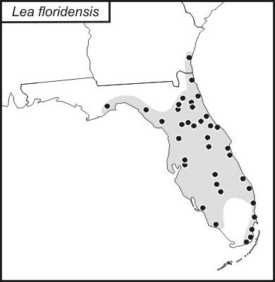<span class="translation_missing" title="translation missing: en.medium.untitled.map_image_of, page_name: Florida True Katydid">Map Image Of</span>
