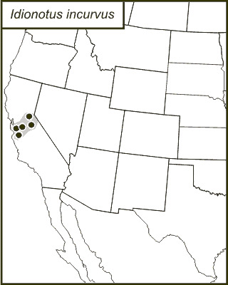 <span class="translation_missing" title="translation missing: en.medium.untitled.map_image_of, page_name: Idionotus incurvus Rentz, D. C. F. &amp; Birchim 1968">Map Image Of</span>