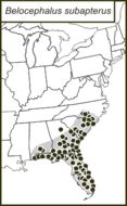 <span class="translation_missing" title="translation missing: mk.medium.untitled.map_image_of, page_name: Belocephalus subapterus Scudder &amp; S. H. 1875">Map Image Of</span>