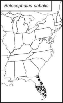 <span class="translation_missing" title="translation missing: en.medium.untitled.map_image_of, page_name: Palmetto Conehead">Map Image Of</span>