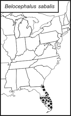 <span class="translation_missing" title="translation missing: mk.medium.untitled.map_image_of, page_name: Belocephalus sabalis Davis &amp; W. T. 1912">Map Image Of</span>