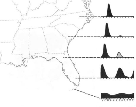 <span class="translation_missing" title="translation missing: en.medium.untitled.map_image_of, page_name: Rattler Conehead">Map Image Of</span>