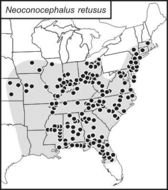 <span class="translation_missing" title="translation missing: en.medium.untitled.map_image_of, page_name: Round-tipped Conehead">Map Image Of</span>