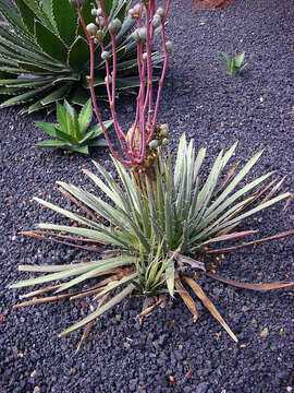 Agave geminiflora (Tagl.) Ker Gawl. resmi