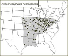 <span class="translation_missing" title="translation missing: mk.medium.untitled.map_image_of, page_name: Neoconocephalus nebrascensis (Bruner &amp; L. 1891)">Map Image Of</span>