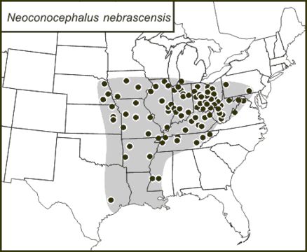 <span class="translation_missing" title="translation missing: fr.medium.untitled.map_image_of, page_name: Neoconocephalus nebrascensis (Bruner &amp; L. 1891)">Map Image Of</span>