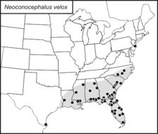 <span class="translation_missing" title="translation missing: fi.medium.untitled.map_image_of, page_name: Neoconocephalus velox Rehn, J. A. G. &amp; Hebard 1914">Map Image Of</span>