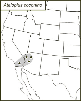 <span class="translation_missing" title="translation missing: en.medium.untitled.map_image_of, page_name: Ateloplus coconino Hebard 1935">Map Image Of</span>