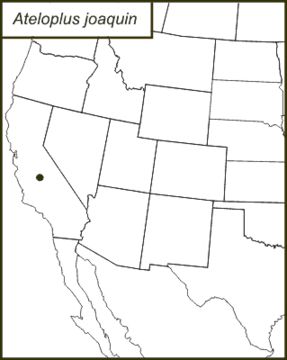 <span class="translation_missing" title="translation missing: fi.medium.untitled.map_image_of, page_name: Ateloplus joaquin Rentz &amp; D. C. F. 1972">Map Image Of</span>