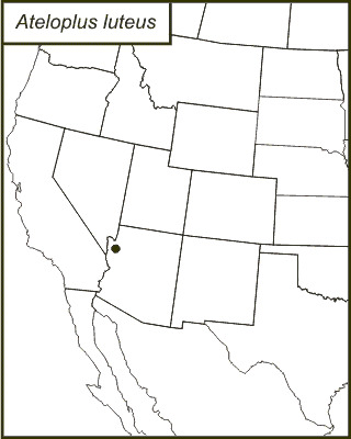 <span class="translation_missing" title="translation missing: en.medium.untitled.map_image_of, page_name: Ateloplus luteus Caudell 1907">Map Image Of</span>