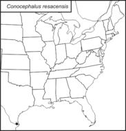 <span class="translation_missing" title="translation missing: mk.medium.untitled.map_image_of, page_name: Conocephalus (Anisoptera) resacensis Rehn, J. A. G. &amp; Hebard 1915">Map Image Of</span>