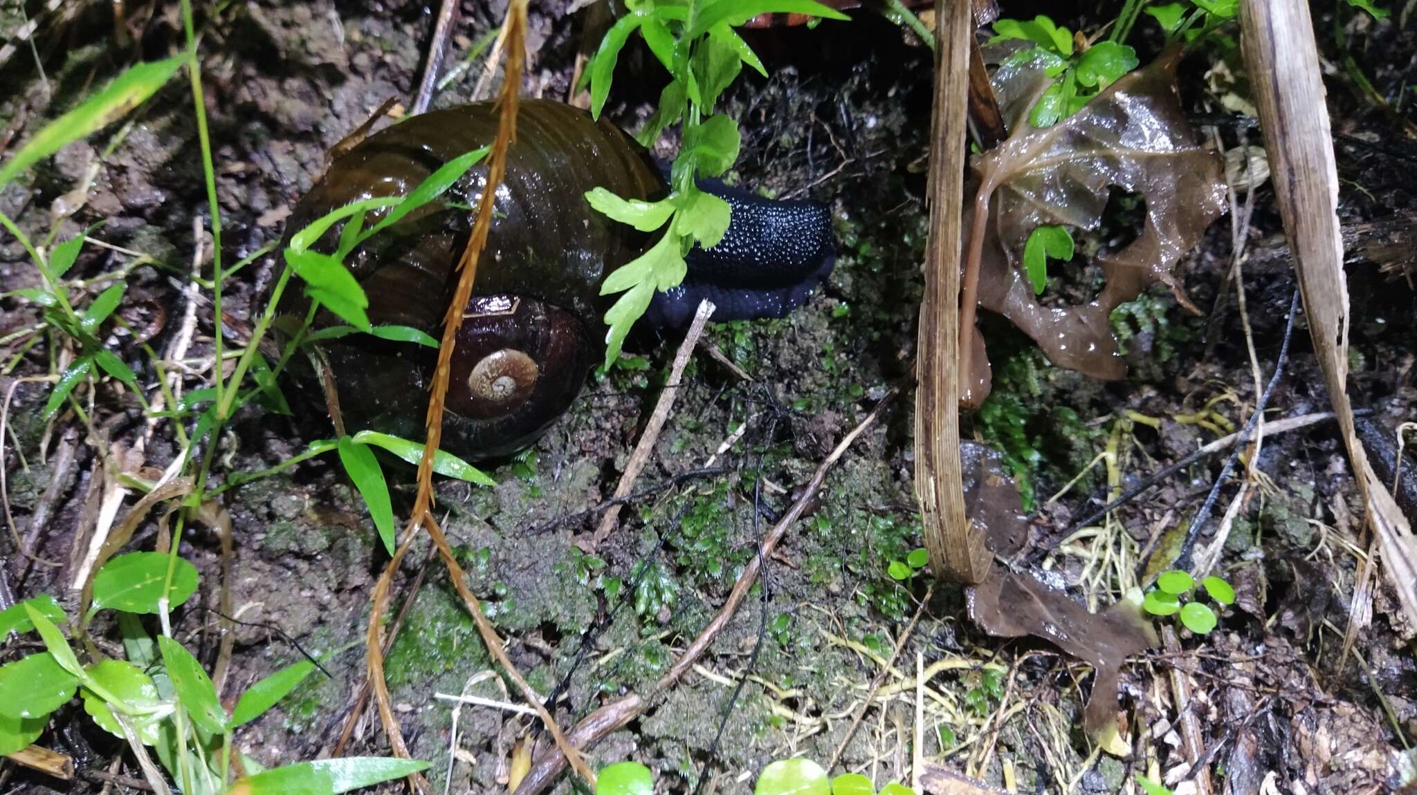 Image of Kauri Snail