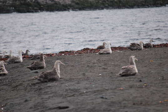 Image of Antarctic Giant-Petrel