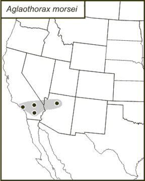 <span class="translation_missing" title="translation missing: en.medium.untitled.map_image_of, page_name: Aglaothorax morsei (Caudell 1907)">Map Image Of</span>