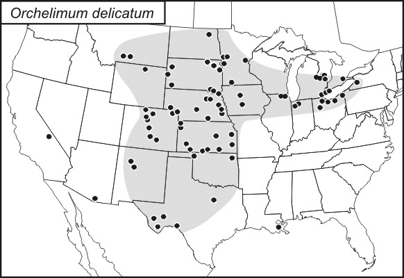 <span class="translation_missing" title="translation missing: pms.medium.untitled.map_image_of, page_name: Orchelimum (Orchelimum) delicatum Bruner &amp; L. 1892">Map Image Of</span>