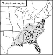 <span class="translation_missing" title="translation missing: zh-TW.medium.untitled.map_image_of, page_name: Orchelimum (Orchelimum) agile (De Geer 1773)">Map Image Of</span>