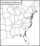 <span class="translation_missing" title="translation missing: zh-TW.medium.untitled.map_image_of, page_name: Orchelimum (Orchelimum) fidicinium Rehn, J. A. G. &amp; Hebard 1907">Map Image Of</span>