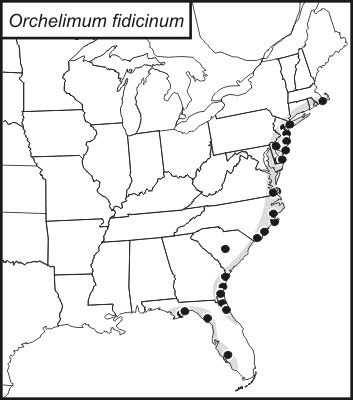 <span class="translation_missing" title="translation missing: zh-TW.medium.untitled.map_image_of, page_name: Orchelimum (Orchelimum) fidicinium Rehn, J. A. G. &amp; Hebard 1907">Map Image Of</span>