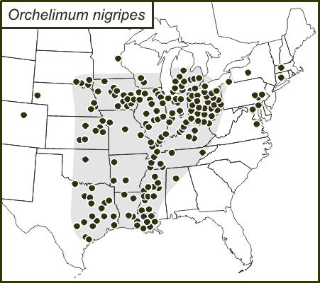 <span class="translation_missing" title="translation missing: pt-BR.medium.untitled.map_image_of, page_name: Orchelimum (Orchelimum) nigripes Scudder &amp; S. H. 1875">Map Image Of</span>