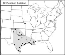 <span class="translation_missing" title="translation missing: fr.medium.untitled.map_image_of, page_name: Orchelimum (Orchelimum) bullatum Rehn, J. A. G. &amp; Hebard 1915">Map Image Of</span>