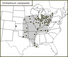 <span class="translation_missing" title="translation missing: zh-TW.medium.untitled.map_image_of, page_name: Orchelimum (Orchelimum) campestre Blatchley 1893">Map Image Of</span>