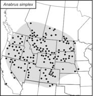 <span class="translation_missing" title="translation missing: mk.medium.untitled.map_image_of, page_name: Anabrus simplex Haldeman 1852">Map Image Of</span>