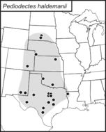 <span class="translation_missing" title="translation missing: en.medium.untitled.map_image_of, page_name: Haldeman&#39;s Shieldback">Map Image Of</span>