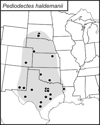 <span class="translation_missing" title="translation missing: en.medium.untitled.map_image_of, page_name: Haldeman&#39;s Shieldback">Map Image Of</span>