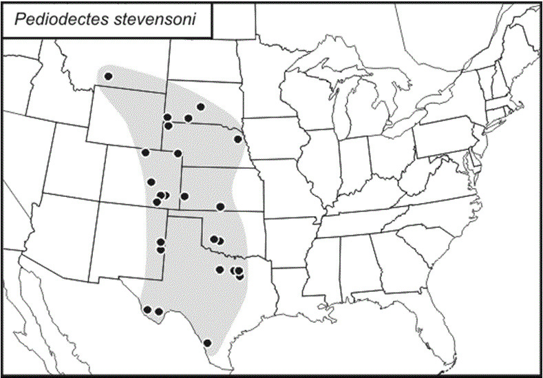 <span class="translation_missing" title="translation missing: en.medium.untitled.map_image_of, page_name: &lt;i&gt;Pediodectes stevensoni&lt;/i&gt;">Map Image Of</span>