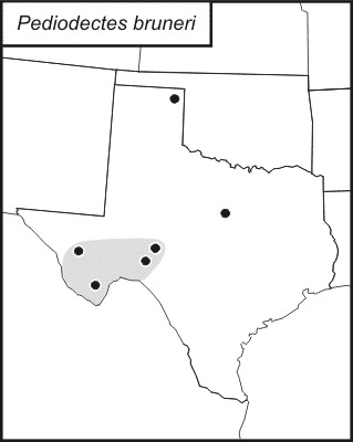 <span class="translation_missing" title="translation missing: en.medium.untitled.map_image_of, page_name: Pediodectes bruneri (Caudell 1907)">Map Image Of</span>