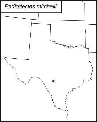 <span class="translation_missing" title="translation missing: en.medium.untitled.map_image_of, page_name: Pediodectes mitchelli (Caudell 1911)">Map Image Of</span>