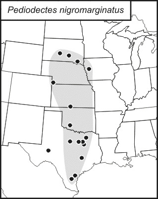 <span class="translation_missing" title="translation missing: en.medium.untitled.map_image_of, page_name: Pediodectes nigromarginatus (Caudell 1902)">Map Image Of</span>