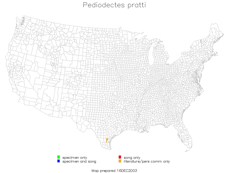 <span class="translation_missing" title="translation missing: en.medium.untitled.map_image_of, page_name: Pediodectes pratti (Caudell 1911)">Map Image Of</span>