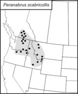 <span class="translation_missing" title="translation missing: tr.medium.untitled.map_image_of, page_name: Peranabrus scabricollis (Thomas &amp; C. 1872)">Map Image Of</span>