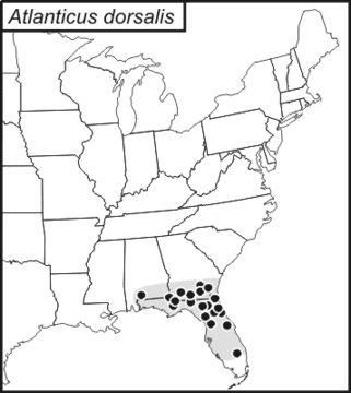 <span class="translation_missing" title="translation missing: pms.medium.untitled.map_image_of, page_name: Atlanticus (Atlanticus) dorsalis (Burmeister &amp; H. 1838)">Map Image Of</span>