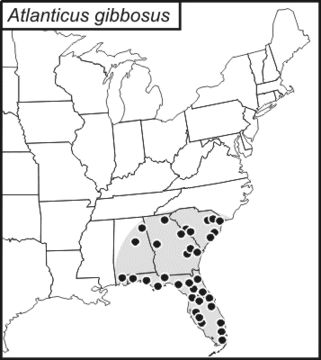 <span class="translation_missing" title="translation missing: pms.medium.untitled.map_image_of, page_name: Atlanticus (Atlanticus) gibbosus Scudder &amp; S. H. 1894">Map Image Of</span>