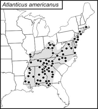 <span class="translation_missing" title="translation missing: pt-BR.medium.untitled.map_image_of, page_name: Atlanticus (Atlanticus) americanus (Saussure 1859)">Map Image Of</span>