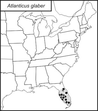 <span class="translation_missing" title="translation missing: pms.medium.untitled.map_image_of, page_name: Atlanticus (Atlanticus) glaber Rehn, J. A. G. &amp; Hebard 1912">Map Image Of</span>