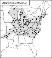 <span class="translation_missing" title="translation missing: pms.medium.untitled.map_image_of, page_name: Atlanticus (Atlanticus) testaceus (Scudder &amp; S. H. 1901)">Map Image Of</span>