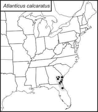 <span class="translation_missing" title="translation missing: pms.medium.untitled.map_image_of, page_name: Atlanticus (Atlanticus) calcaratus Rehn, J. A. G. &amp; Hebard 1916">Map Image Of</span>