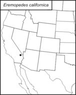 <span class="translation_missing" title="translation missing: pt-BR.medium.untitled.map_image_of, page_name: Eremopedes (Oreopedes) californica Rentz &amp; D. C. F. 1972">Map Image Of</span>