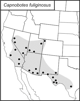 <span class="translation_missing" title="translation missing: fi.medium.untitled.map_image_of, page_name: Capnobotes fuliginosus (Thomas &amp; C. 1872)">Map Image Of</span>