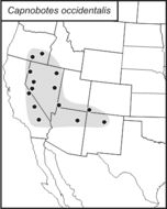 <span class="translation_missing" title="translation missing: ar.medium.untitled.map_image_of, page_name: Capnobotes occidentalis (Thomas &amp; C. 1872)">Map Image Of</span>